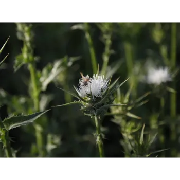 White Milk Thistle 